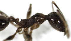 Pheidole megacephala