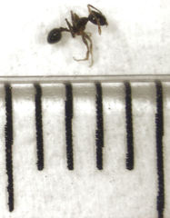 Pheidole megacephala