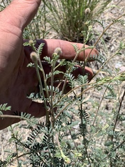 Dalea albiflora