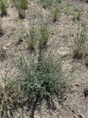 Dalea albiflora