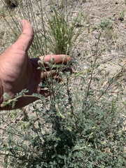 Dalea albiflora