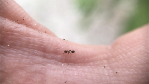 Florida Flattened Tree Ant