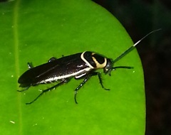 Pseudomops cinctus