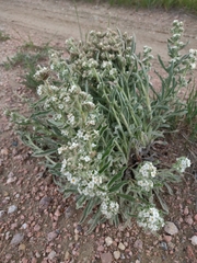 Oreocarya thyrsiflora