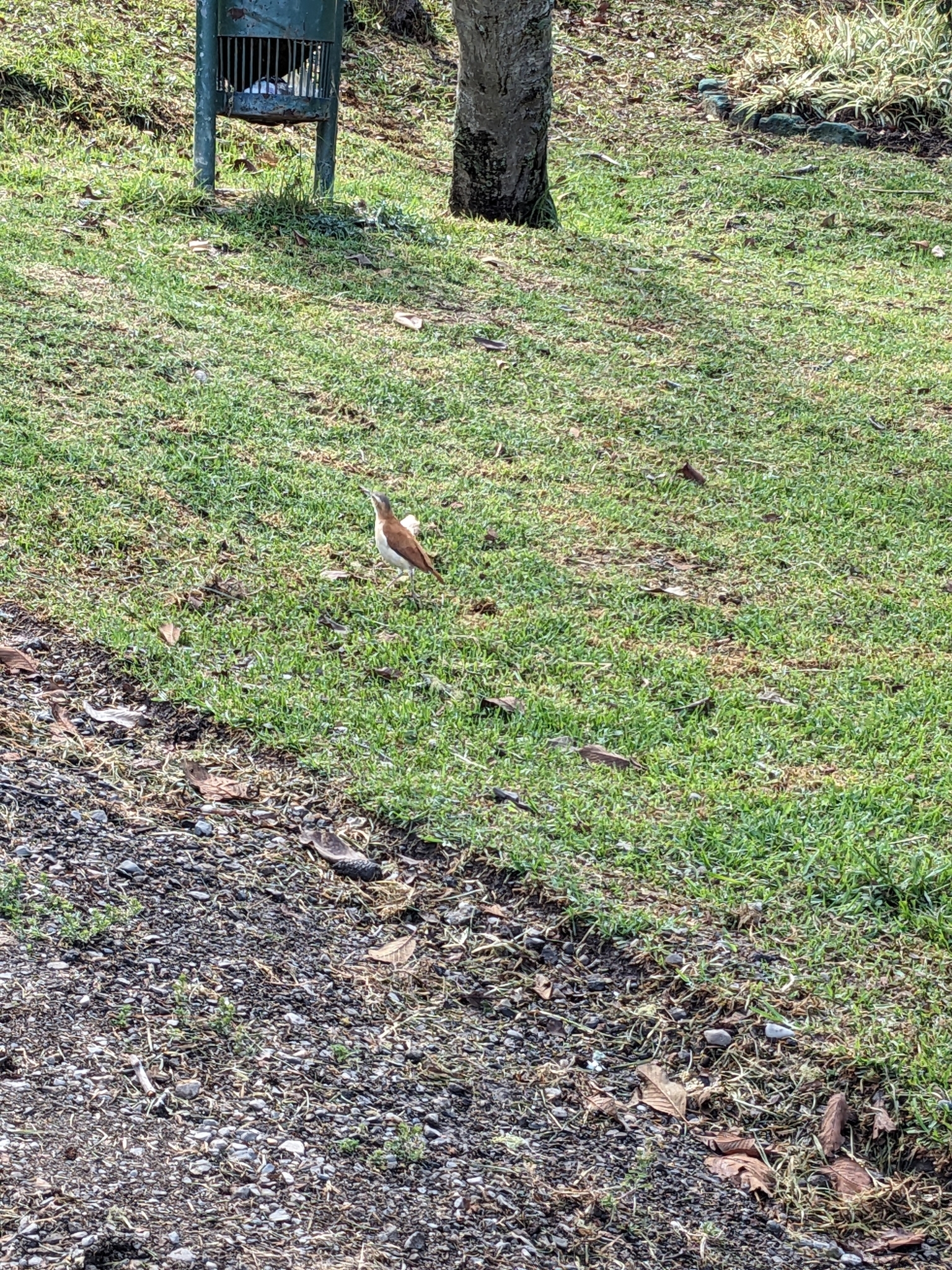 Furnarius leucopus image