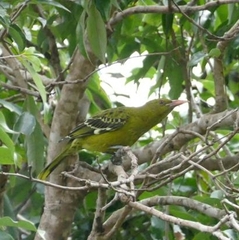 Oriolus flavocinctus