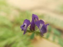 Astragalus emoryanus