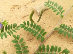 Astragalus emoryanus