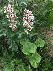 Boykinia richardsonii