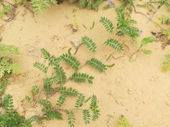 Astragalus emoryanus