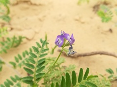 Astragalus emoryanus