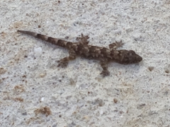 Hemidactylus mabouia