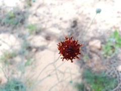 Thelesperma ambiguum