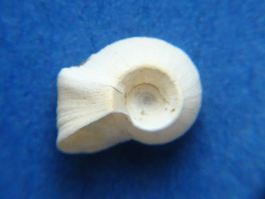 Helisoma