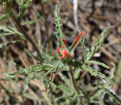 Castilleja martini martini