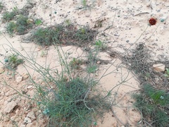 Thelesperma ambiguum