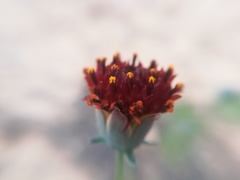 Thelesperma ambiguum