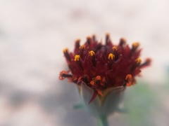 Thelesperma ambiguum