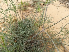 Thelesperma ambiguum