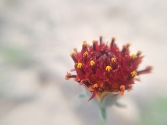 Thelesperma ambiguum