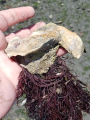 Sarcodiotheca