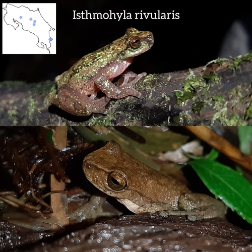 Mountain Stream Tree Frog, Isthmohyla rivularis