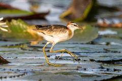 Lesser Jacana photo 1