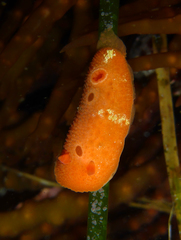 Aldisa sanguinea