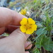 Geum calthifolium - Photo (c) Paul Norwood,  זכויות יוצרים חלקיות (CC BY-NC), הועלה על ידי Paul Norwood