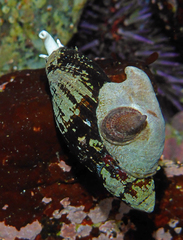 Atrimitra idae