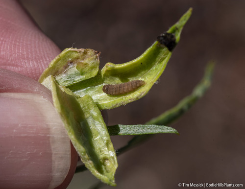 Rabbitbrush stem gall moth photo 3