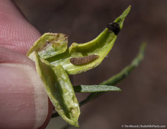 Gnorimoschema octomaculella