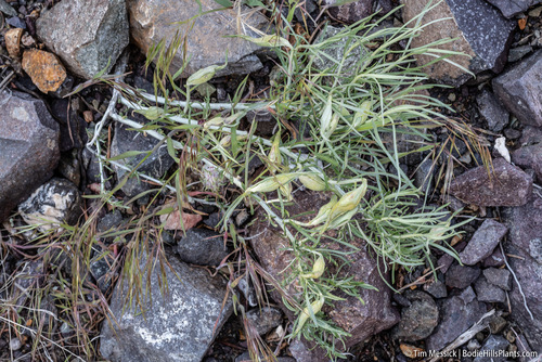 Rabbitbrush stem gall moth photo 4