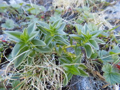 Gentiana platypetala