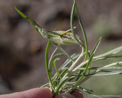 Gnorimoschema octomaculella