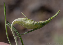 Gnorimoschema octomaculella