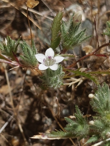 Image of Navarretia mitracarpa by no rights reserved