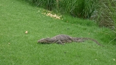 Varanus salvator