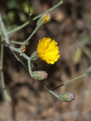 Pilosella arguta