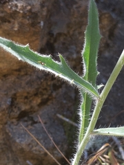 Pilosella arguta