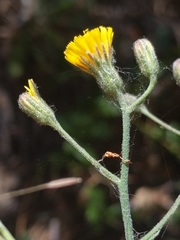 Pilosella arguta