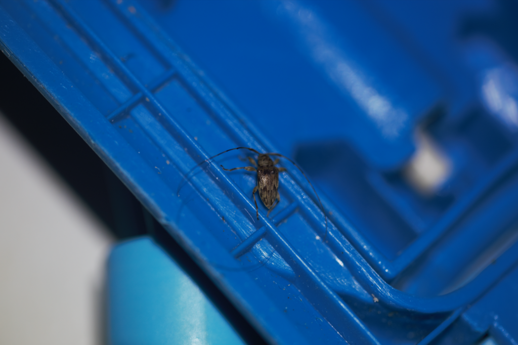 Nealcidion triangulare