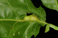 Melikaiella tumifica