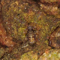 Ptenothrix marmorata