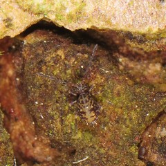 Ptenothrix marmorata