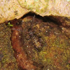 Ptenothrix marmorata