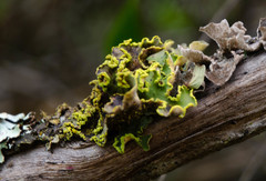 Crocodia