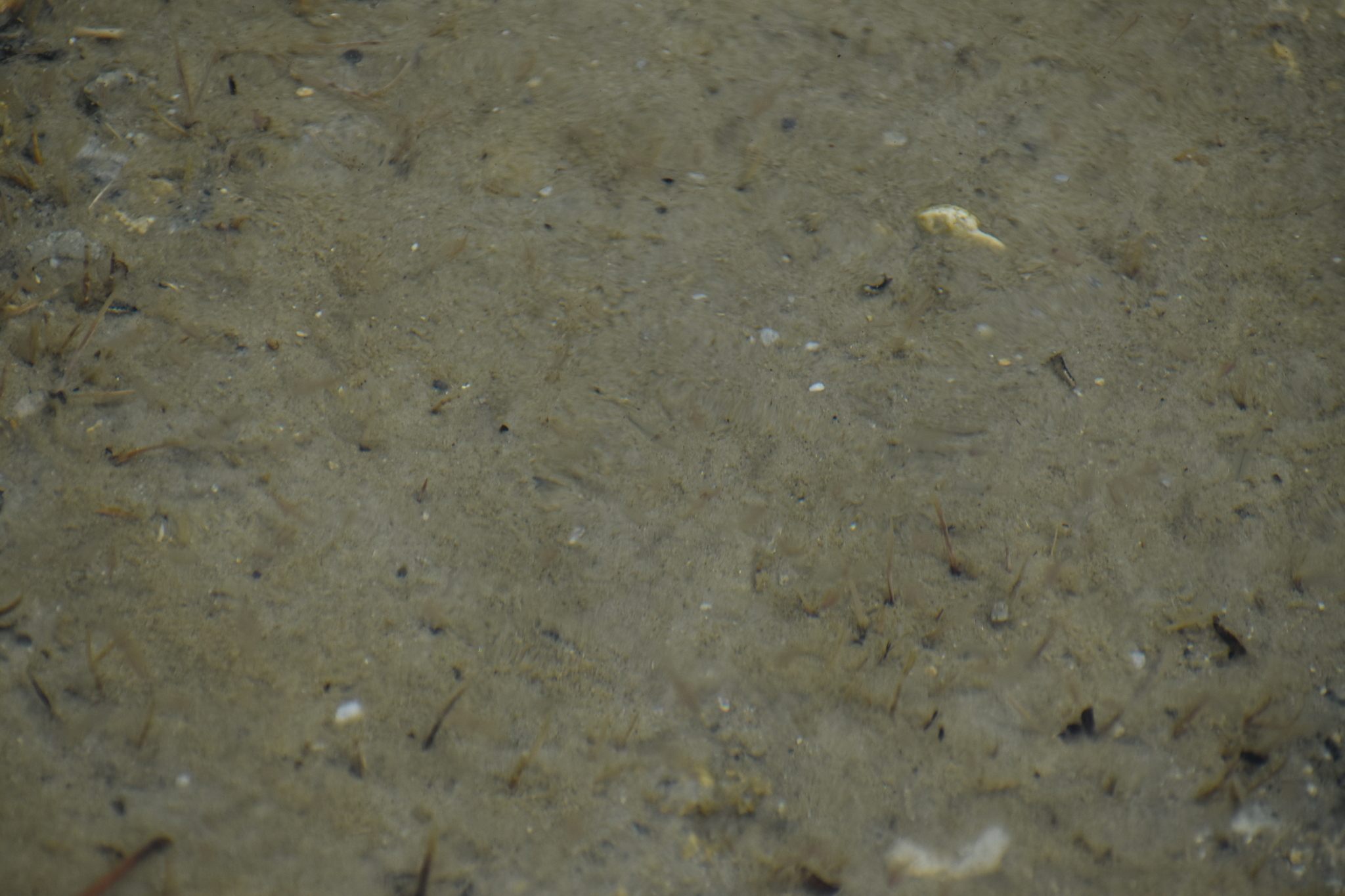 Artemia monica Verrill, 1869