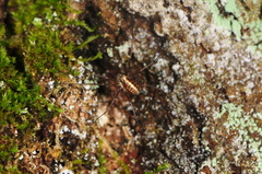 Caddo agilis