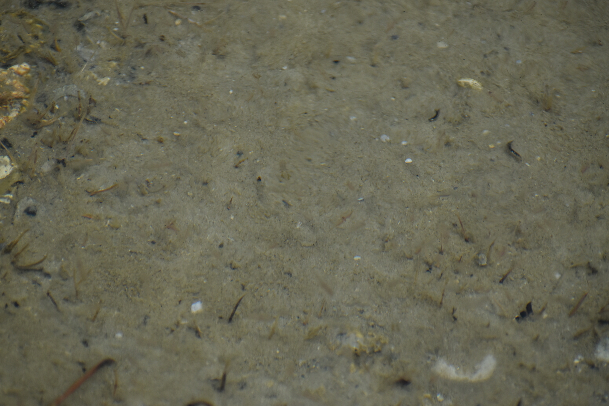 Artemia monica Verrill, 1869